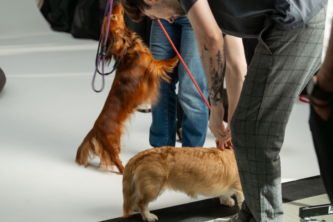 Momentaufnahme am Set von «SR-STUDIOS has great taste»: Ein brauner Langhaardackel stellt sich auf die Hinterbeine und wird von einer Person an der Leine gehalten, während eine andere Person daneben einen Corgi streichelt. | SR-STUDIOS