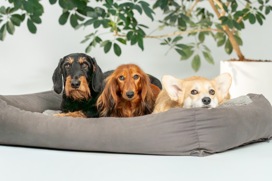 Drei Hunde liegen nebeneinander in einem grossen, grauen Hundebett vor einem weissen Hintergrund mit einer grünen Zimmerpflanze am Set von «SR-STUDIOS has great taste». Links und in der Mitte zwei Dackel, rechts ein Corgi. | SR-STUDIOS