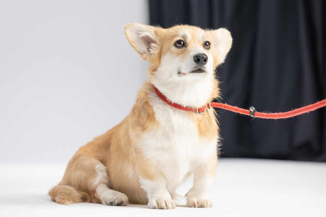 Nahaufnahme eines walisischen Corgis (Welsh Corgi Pembroke) namens Amy mit hellem Fell und einer roten Leine, die aufmerksam nach rechts schaut vor einem minimalistischen, hellen Hintergrund. Shooting «SR-STUDIOS has great taste». | SR-STUDIOS