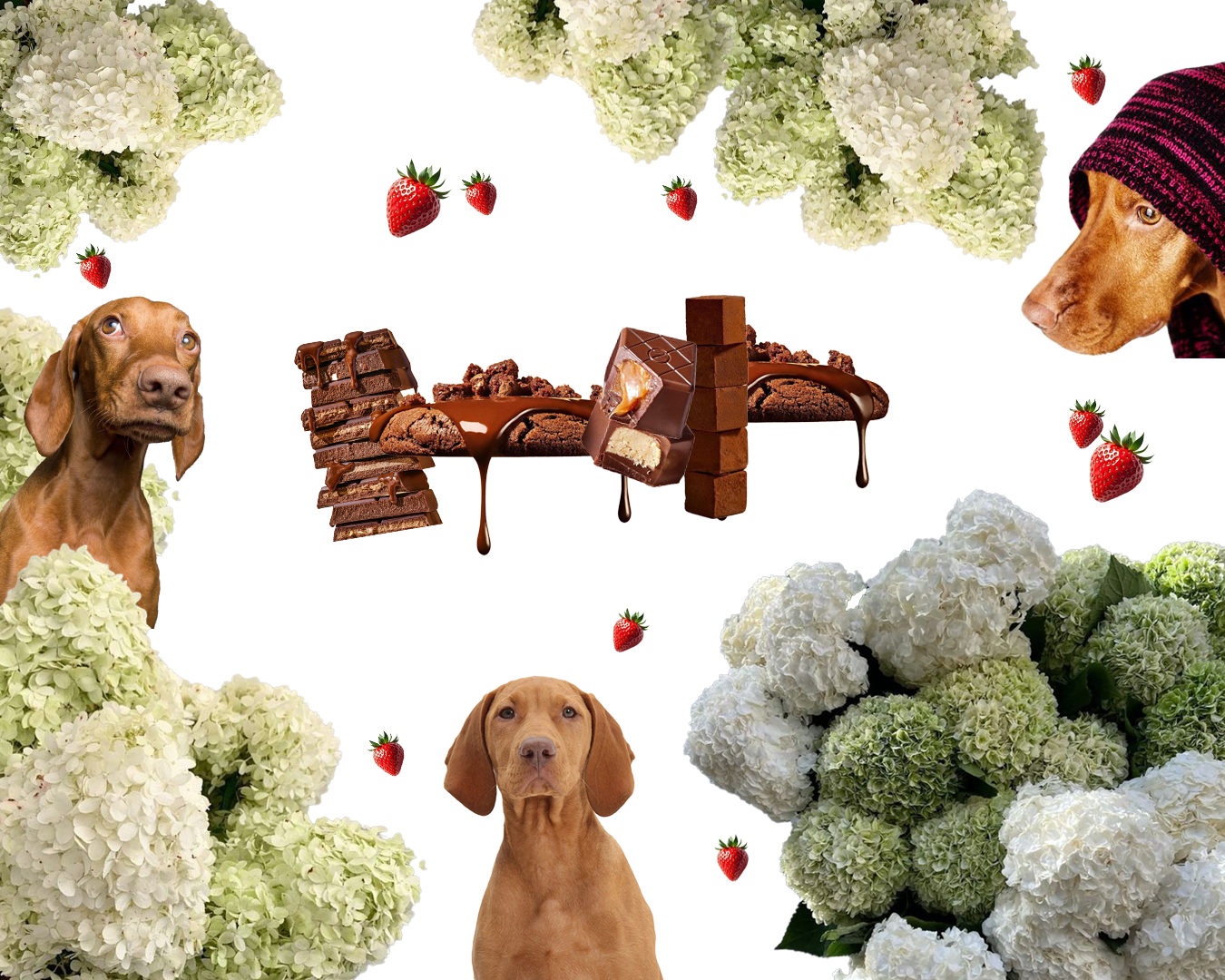 Verspielte Collage und Moodbild mit Hund, Schokolade, Erdbeeren und Hortensien. | SR-STUDIOS